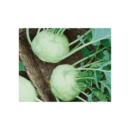 Kedluben bílý Lanro - Brassica oleracea - prodej semen - 1 gr