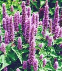 Agastache mexická Bavaria - Agastache mexicana - prodej semen - 30 ks