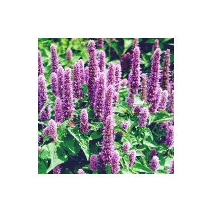 Agastache mexická Bavaria - Agastache mexicana - prodej semen - 30 ks