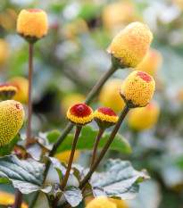 Plamatka zelná Peek-A-Boo - Spilanthes oleracea - prodej semen - 10 ks