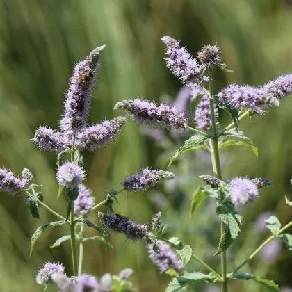 Máta dlouholistá Horse mint - Mentha longifolia - prodej semen - 0,1 g