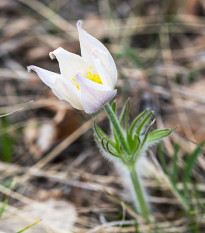 Koniklec obecný White Bells - Pulsatilla vulgaris - prodej semen - 20 ks