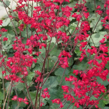 Dlužicha Coral Forest - Heuchera - prodej semen - 20 ks