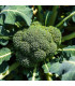 BIO Brokolice Covina F1 - Brassica oleracea L. - prodej bio semen - 20 ks