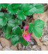 Jahodník stáleplodící Ariba Deep Rose F1 - Fragaria ananassa - prodej semen - 10 ks
