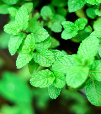 Máta peprná Mini Mint - Mentha piperita - prodej semen - 20 ks