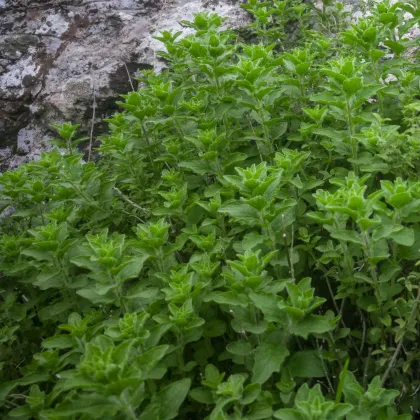 Řecké oregano Kreta - Origanum hirtum - prodej semen - 200 ks