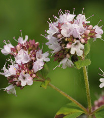 Dobromysl obecná Aromata - Origanum vulgare - prodej semen - 1000 ks