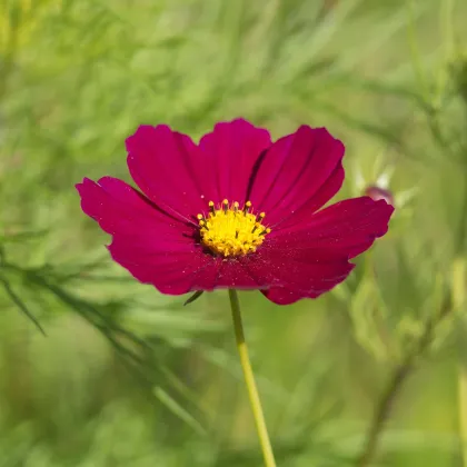 Krásenka zpeřená Cosmini Red - Cosmos bipinnatus - prodej semen - 20 ks