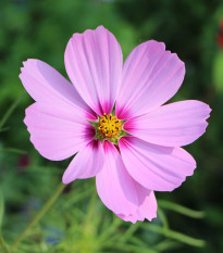 Krásenka zpeřená Cosmini Pink - Cosmos bipinnatus - prodej semen - 20 ks