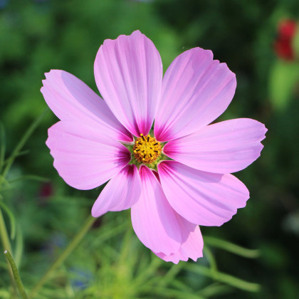 Krásenka zpeřená Cosmini Pink - Cosmos bipinnatus - prodej semen - 20 ks