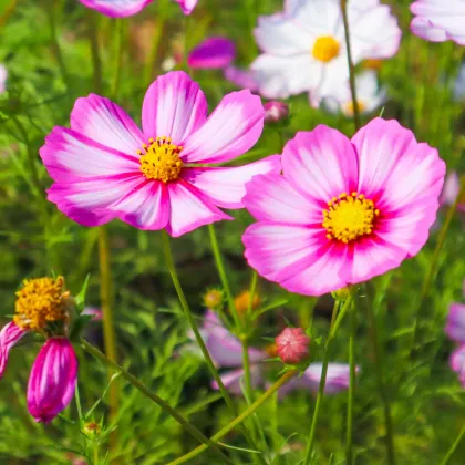 Krásenka zpeřená Cosmira Bicolor - Cosmos bipinnatus - prodej semen - 20 ks