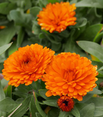 Měsíček lékařský Orange Double - Calendula officinalis - prodej semen - 50 ks