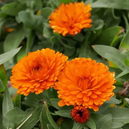 Měsíček lékařský Orange Double - Calendula officinalis - prodej semen - 50 ks