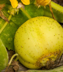 Okurka Lemon - Cucumis sativus - prodej semen okurek - 10 ks