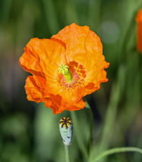 Mák Champagne Bubbles Orange - Papaver nudicaule - prodej semen - 20 ks