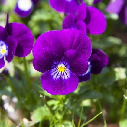 Violka Twix F1 Violet Flare - Viola cornuta - prodej semen - 20 ks