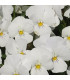 Violka Twix F1 Snow - Viola cornuta - prodej semen - 20 ks