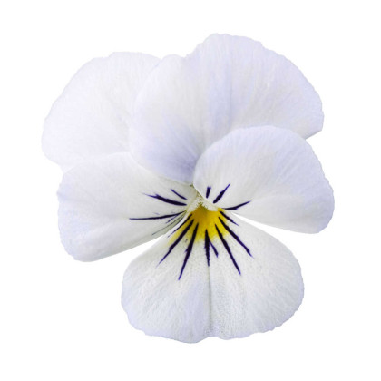 Violka Twix F1 Snow - Viola cornuta - prodej semen - 20 ks