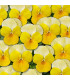 Violka Ice Babies F1 Golden Yellow - Viola cornuta - prodej semen - 20 ks