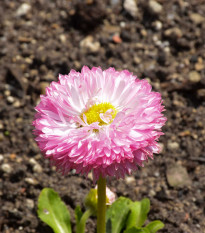 Sedmikráska chudobka Robella - Bellis perennis - prodej semen - 40 ks