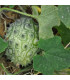 BIO Kiwano - Cucumis metuliferus - prodej bio semen - 7 ks