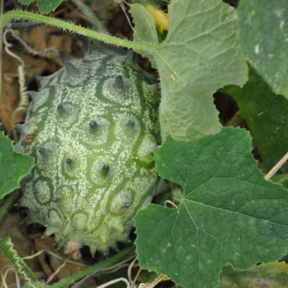 BIO Kiwano - Cucumis metuliferus - prodej bio semen - 7 ks