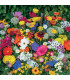 Květinová směs pro okraje a záhony - prodej výsevních pásek - 5 ks