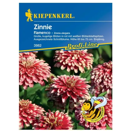 Ostálka Flamenco - Zinnia elegans - prodej semen - 50 ks