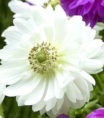 Sasanka Mount Everest - Anemone - prodej cibulovin - 3 ks