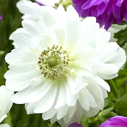 Sasanka Mount Everest - Anemone - prodej cibulovin - 3 ks