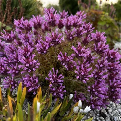 Mateřídouška dlouhokvětá - Thymus longiflorus - prodej semen - 50 ks