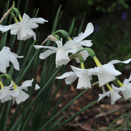 Narcis Thalia - Narcissus Thalia - prodej cibulovin - 3 ks