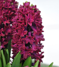 Hyacint Woodstock - Hyacinthus L. - prodej cibulovin - 1 ks