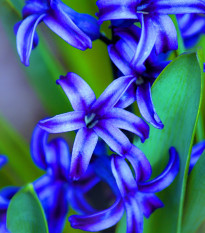 Hyacint modrý Delft Blue - Hyacinthus orientalis - prodej cibulovin - 1 ks