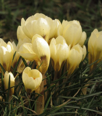 Krokus Cream beauty - Crocus - prodej cibulovin  - 3 ks