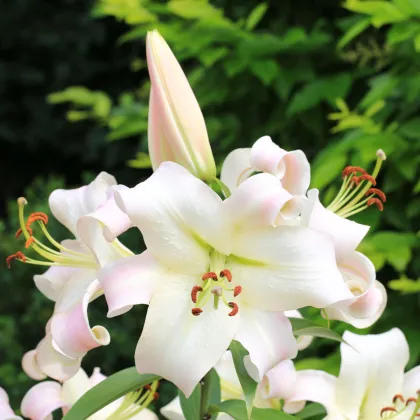 Lilie Pretty Woman - Lilium - prodej cibulovin - 1 ks