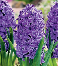 Hyacint plnokvětý Lili Purple - Hyacinthus - prodej cibulovin - 1 ks