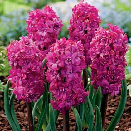 Hyacint plnokvětý Red Diamond - Hyacinthus - prodej cibulovin - 1 ks