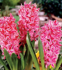 Hyacint Eros - Hyacinthus - prodej cibulovin - 1 ks