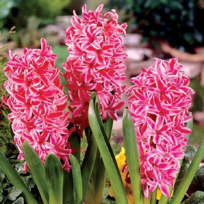 Hyacint Eros - Hyacinthus - prodej cibulovin - 1 ks
