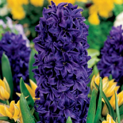 Hyacint Purple Star - Hyacinthus - prodej cibulovin - 1 ks
