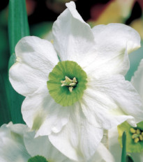 Narcis Sinopel - Narcissus - prodej cibulovin - 3 ks