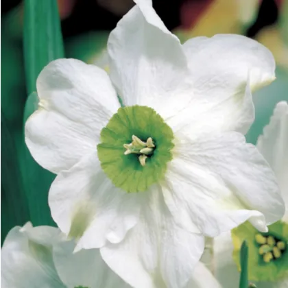 Narcis Sinopel - Narcissus - prodej cibulovin - 3 ks