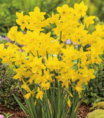 Narcis Quail - Narcissus - prodej cibulovin - 3 ks