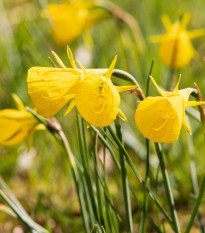 Narcis Golden bells - Narcissus bulbocodium - prodej cibulovin - 3 ks