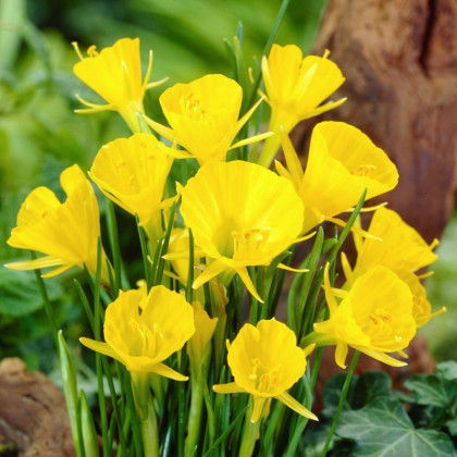Narcis Golden bells - Narcissus bulbocodium - prodej cibulovin - 3 ks