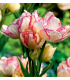 Tulipán Belicia - Tulipa - prodej cibulovin - 3 ks