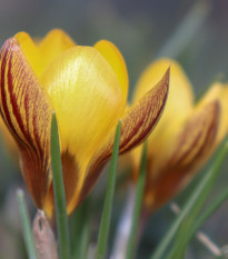 Krokus Gipsy Girl - Crocus chrysanthus - prodej cibulovin - 3 ks