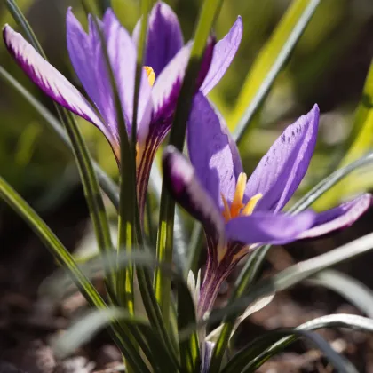 Krokus Spring Beauty - Crocus minimus - prodej cibulovin - 3 ks